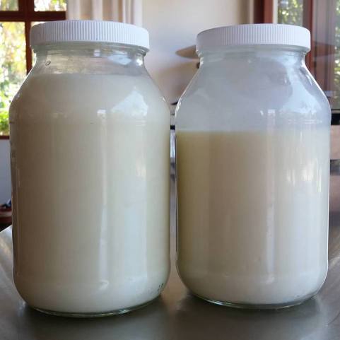 Cooled tallow, ready for cooking!